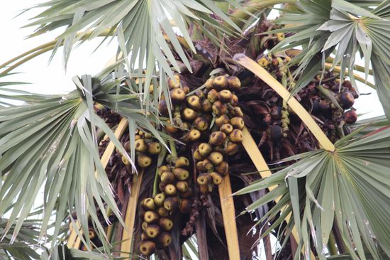 Zuckerpalme mit Früchten