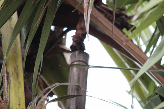 Von den Blüten wird der Saft in Bambusgefässen aufgefangen