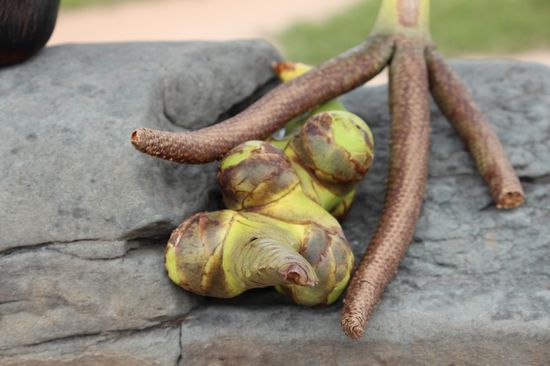 Blütenstile und junge Früchte