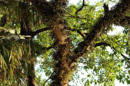 Am Ufer des Sees entdeckt. Ein spezieller Baum dessen Stamm und Äste mit Früchten bedeckt ist.