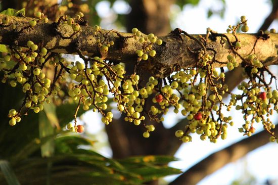Man kann sie zwar essen, aber sie sind nicht süss...