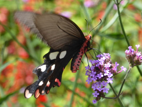 Ein eigenartiger Falter, die hinteren Flügel bleiben stehen, aber mit den grossen flattert er wie ein Vogel. 
_________________________________________________________________________
Hinweis von Peter im Gästebuch: Wahrscheinlich ist es ein Schmetterling der Gattung Atrophaneura. Die Art wird als Byasa dasarada (great windmill) angeben