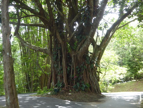 Ein riesiger Ficus und dahinter ist der hohe Bambus zu erkennen.