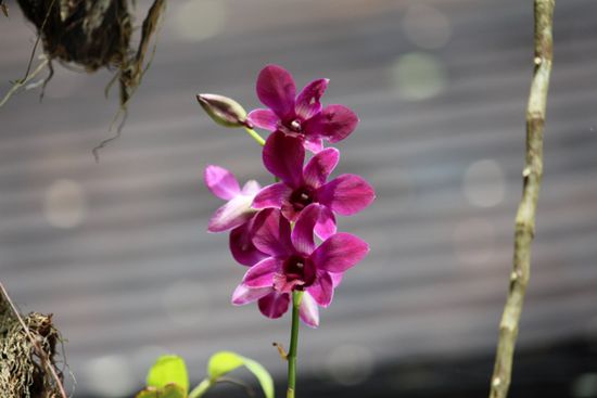 leider die einzig blühende Orchidee, die ich gefunden habe.
