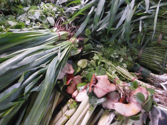 der einheimische, lange Koriander sieht aus wie Gras.