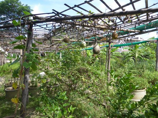 Der Gemüsegarten hinter dem Haus