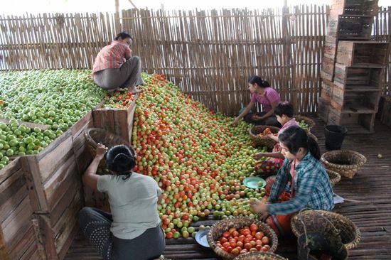 Tomaten werden nach Farbe sortiert