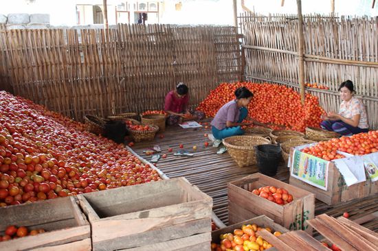 Hier werden die roten Tomaten nach Grösse sortiert