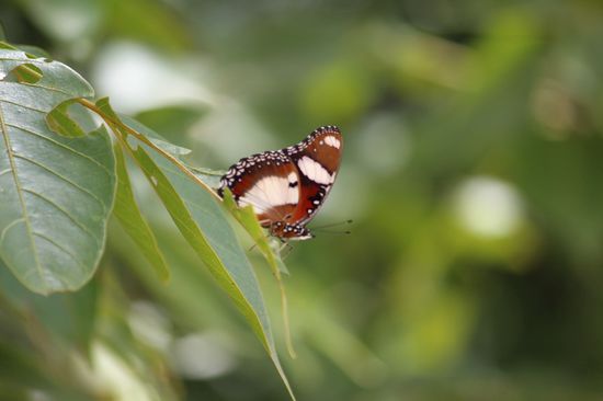 Ganz oben werde ich hinter der Pagode für die Mühe belohnt.