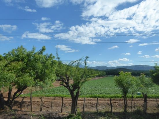 Melonenfelder und Kalebassenbäume am Strassenrand