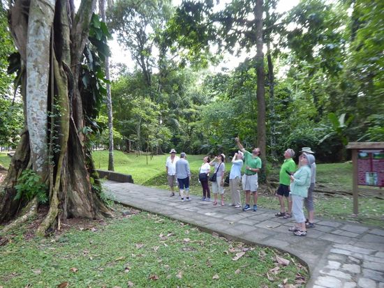 Ein Killing-Tree - ein Ficus, der sich um einen Baum klammert und diesen mit der Zeit umbringt, um selber zu einem imposanten Baum zu wachsen.