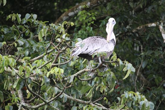 Wir sind uns nicht klar ob das ein Baumpelikan auf einem Baum, oder ein Pelikan auf einem Pelikanbaum ist...