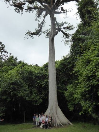 Die riesige Ceiba beim Eingang