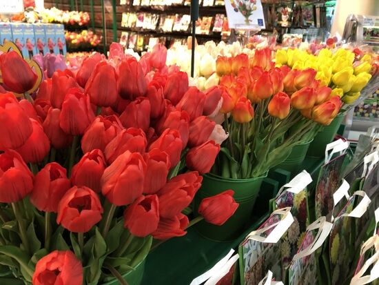 Tulpen aus Amsterdam