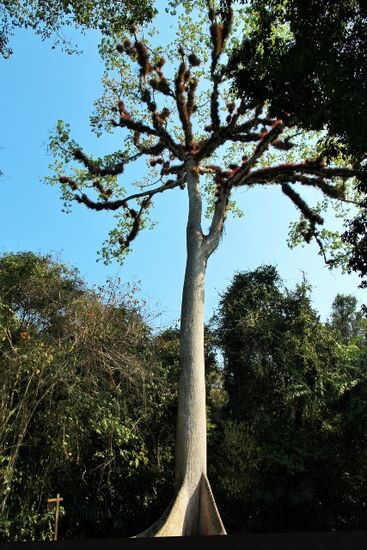 Die riesige Ceiba am Eingang zum Park