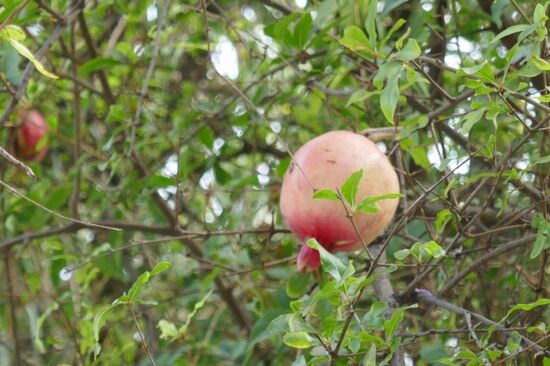 Im Hotelgarten entdeckt: Granatäpfel