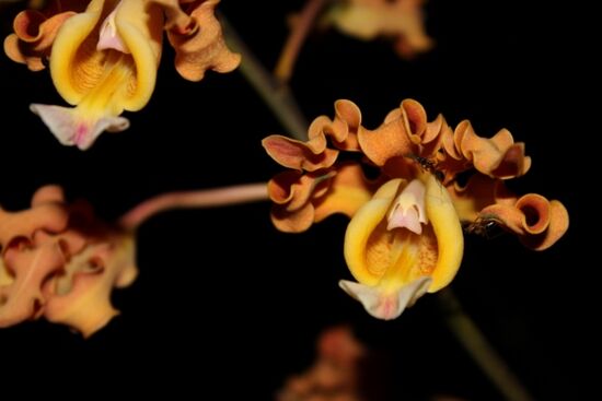 nächtliche Orchideenfotografie - ein Versuch