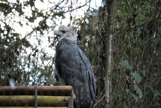 Harpy-Eagle, ein riesiger Vogel