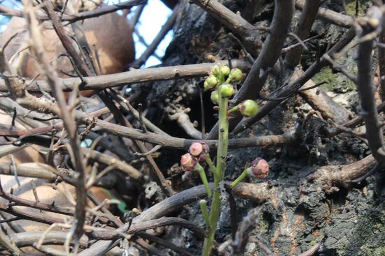 Das ist die einzige Knospe, die ich entdecken kann. Schade.