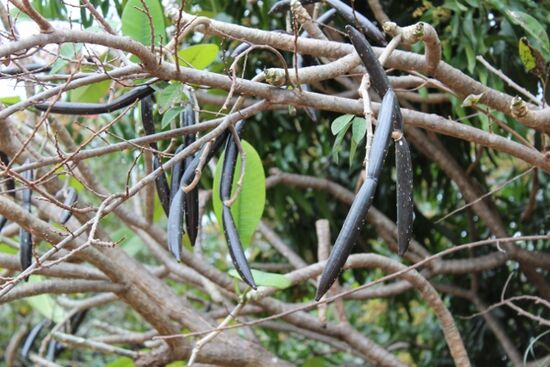 ich habe nur die Blume gekannt, die interessanten Früchte hatte ich noch nie gesehen. Die Frangipani habe ich in Asien oft fotografiert, wusste nicht, dass sie auch hier wächst.