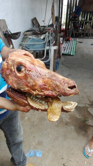 ... und so sah er er aus, bevor er mit Bier, Knoblauch, Gewürzen und Zwiebeln eingerieben und mariniert wurde.
Die Bilder dazwischen will ich meinen Lesern nicht zumuten. Ich war ja auch selber nicht dabei..