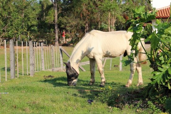 Das Pferd kommt aus einer schwierigen Haltung und verletzt sich ständig am Kopf. Darum muss es eine Maske tragen.