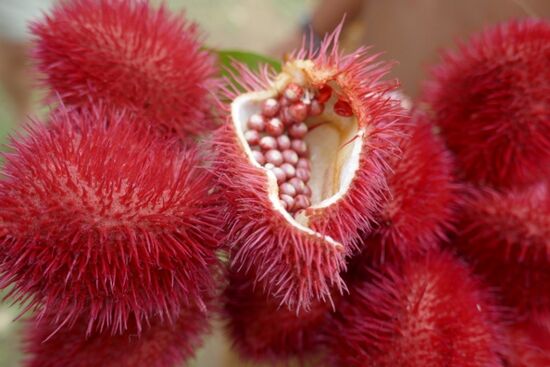 Achiote, die rote Farbe der Einheimischen