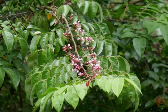Carambole-Blüten - Sternfrucht