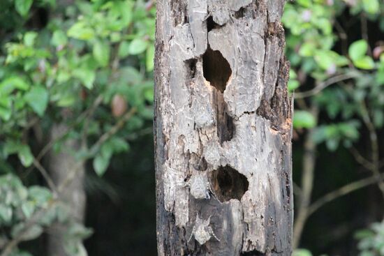 Fünf Fledermäuse am Baumstamm, wie um alles in der Welt kann man die vom anderen Flussufer her sehen?