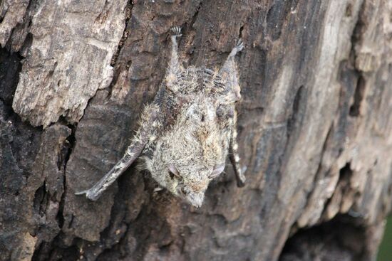 Es sind tatsächlich winzige Fledermäuse, die da kopfüber hängen.