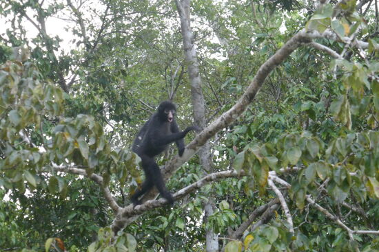 Spyder Monkey - Spinnenaffe