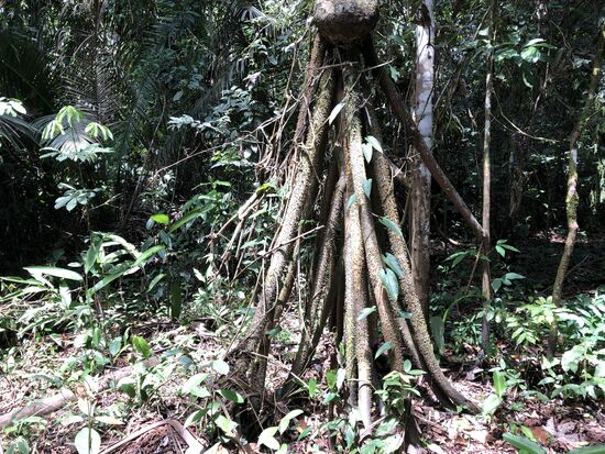 ein walking Tree - ein laufender Baum