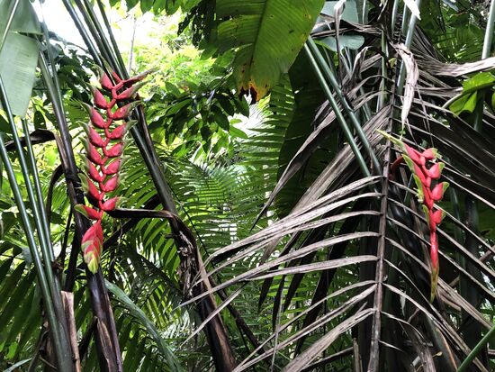 Heliconias heissen die fantastischen roten Blumen