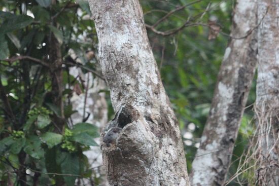 Wenn ich es nicht selber sehen würde würde ich es gar nicht glauben, aber da guckt tatsächlich eine Maus aus dem Baumloch. Davis hat sie von weitem gesehen, meine Kamera hat sie dann zufällig eingefangen.