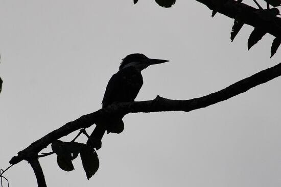 Amazonas-Eisvogel