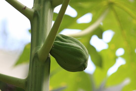 Papaya