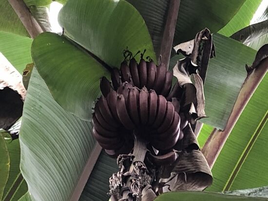 schwarze Bananen