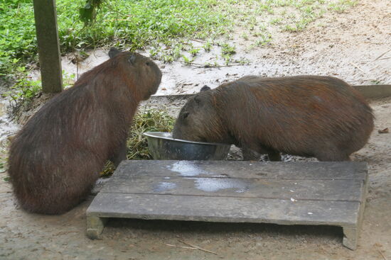 Wasserschweine, Capybara