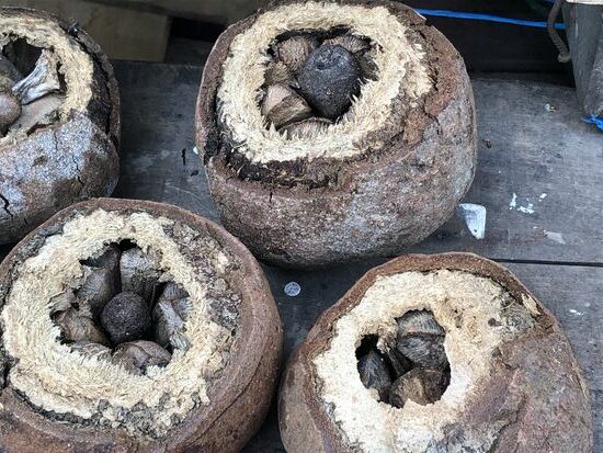 auf dem kleinen Markt von Nanay gibt es immer etwas zu entdecken. Heute sind es Pekan-Nüsse. Habe nicht gewusst, wie die wachsen.