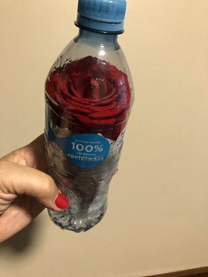 Meine Rose aus der Rosa Nautica ist reisefertig