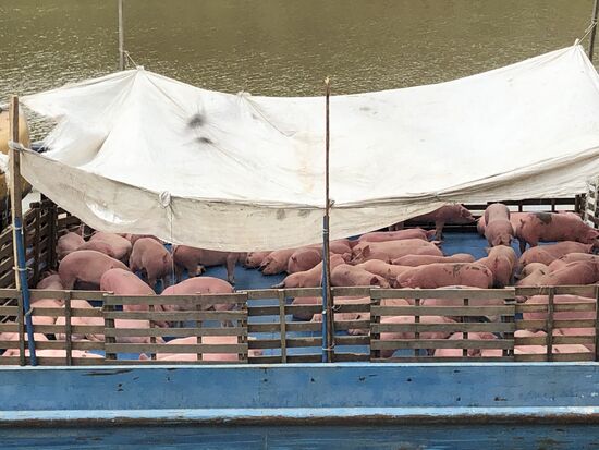 ... und Schweinepferch per Schiff unterwegs