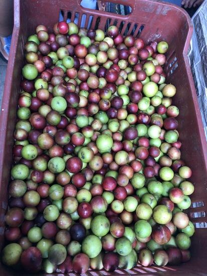 Camu-Camu