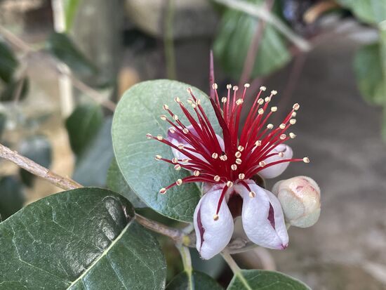 Fejiaba, die wunderschöne Blüte