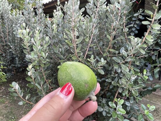 Fejiaba, Frucht und Strauch