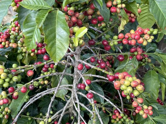 Kaffee mit vielen reifen Beeren
