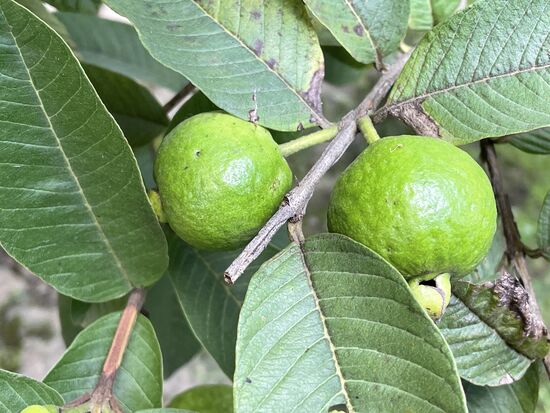 unreife Guayabas