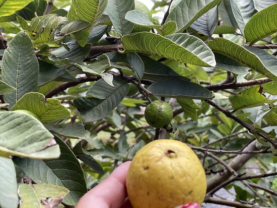Eine Guayaba mit Strauch