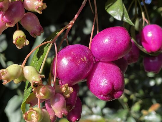 Eugenia - Syzygium paniculatum