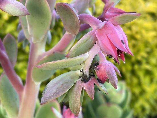 Echeveria - Steinblume