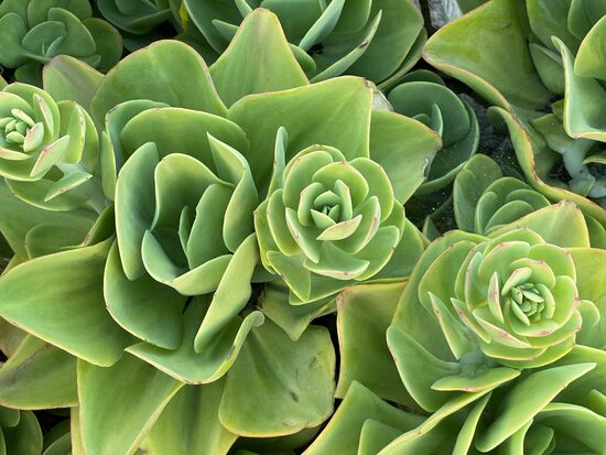 Echeveria